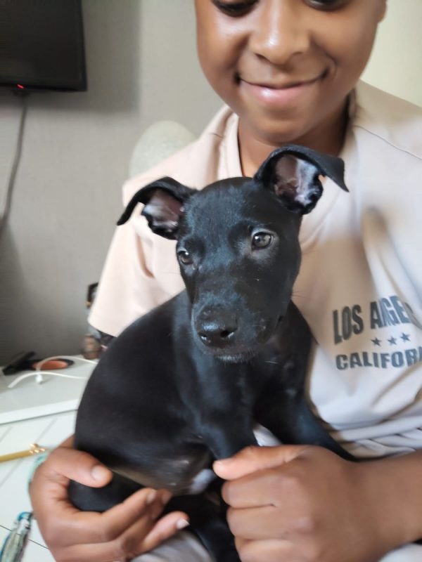 Fuego - Chien à adopter - photo 9