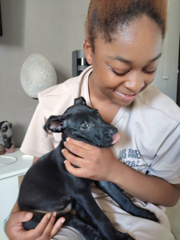 Fuego - Chien à adopter - photo 6