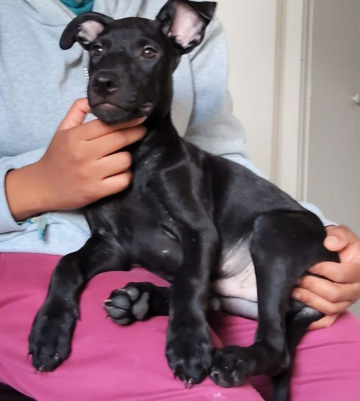 Fuego - Chien à adopter - photo 5