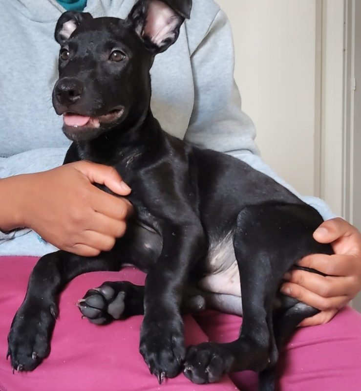 Fuego - Chien à adopter