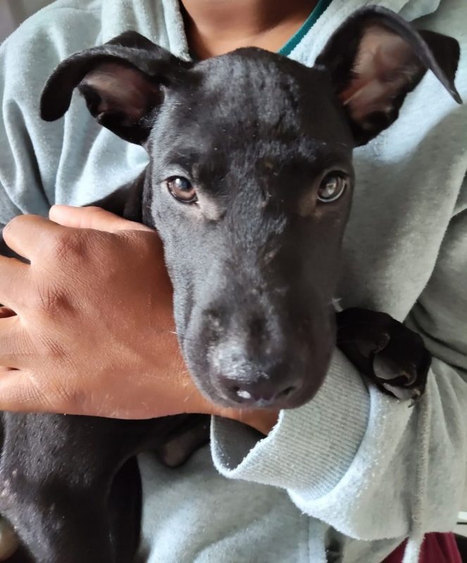 Fuego - Chien à adopter - photo 4
