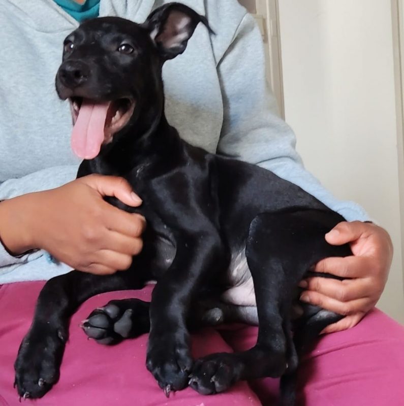 Fuego - Chien à adopter - photo 3