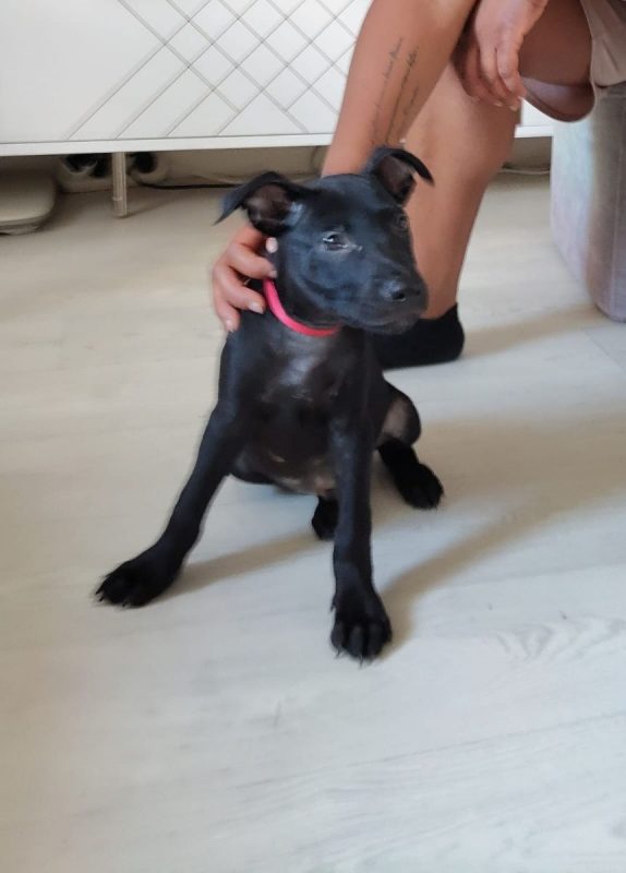 Fuego - Chien à adopter