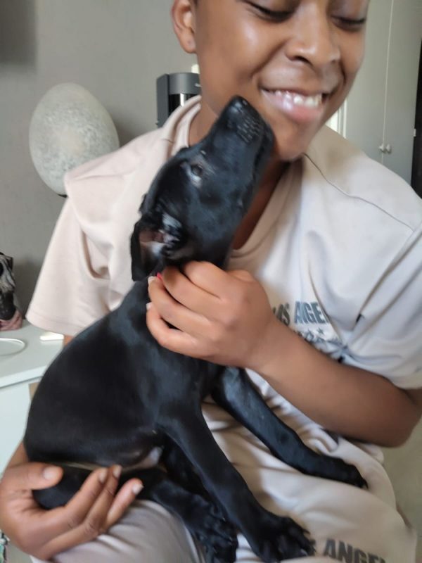 Fuego - Chien à adopter - photo 4