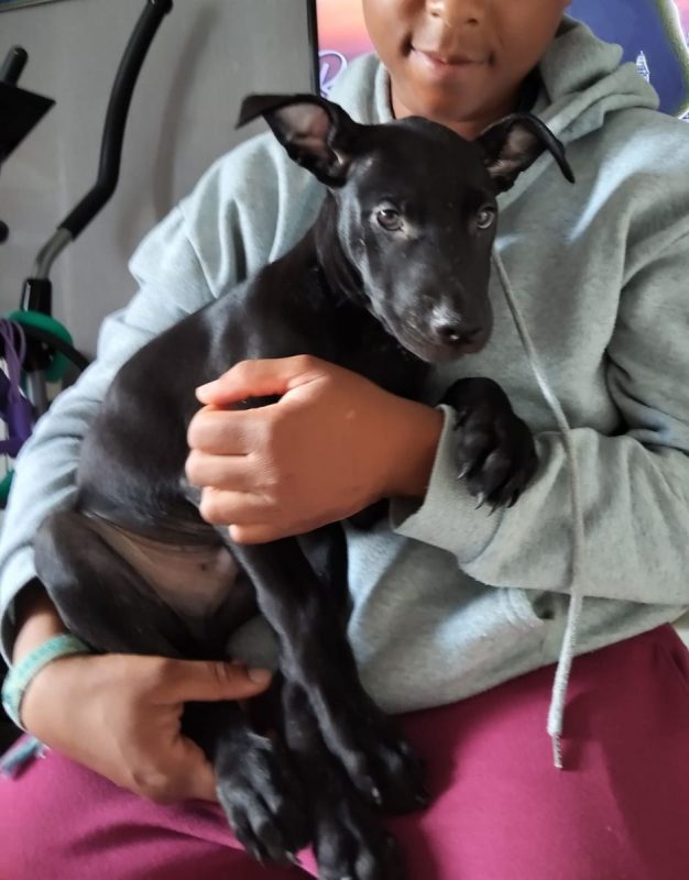 Fuego - Chien à adopter - photo 2