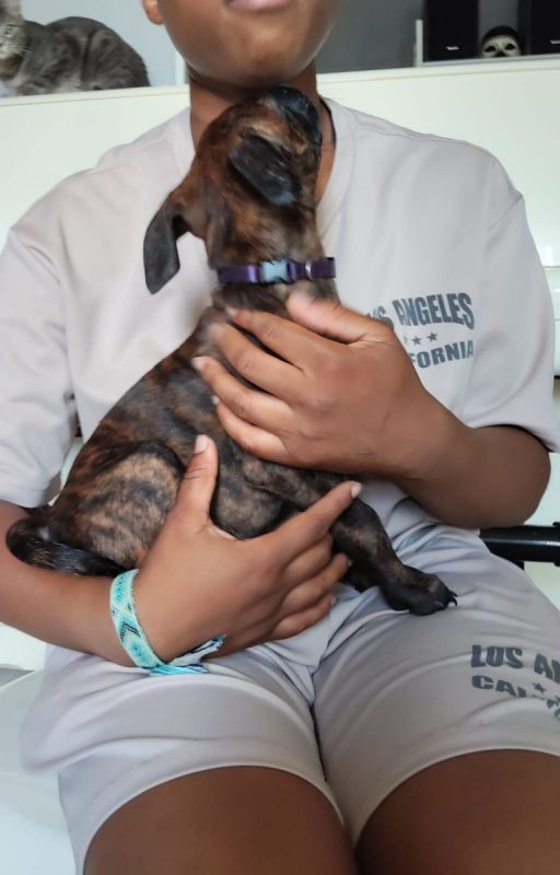 Stormy - Chien à adopter - photo 3