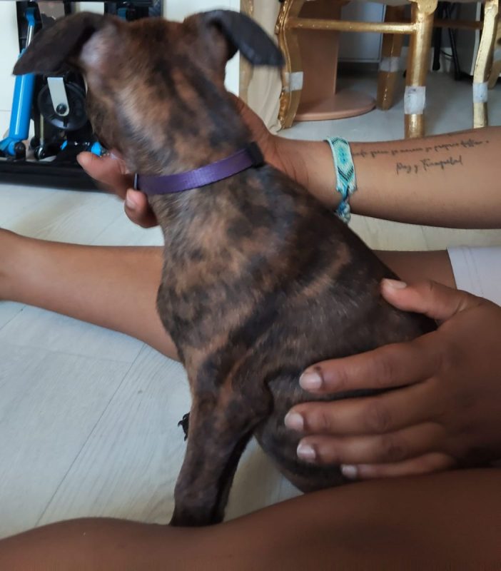 Stormy - Chien à adopter