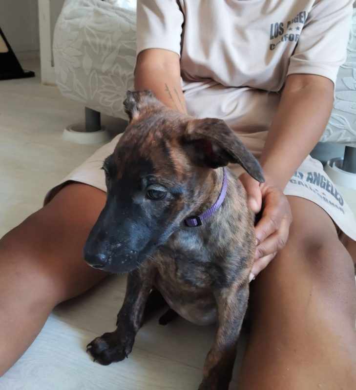 Stormy - Chien à adopter - photo 4