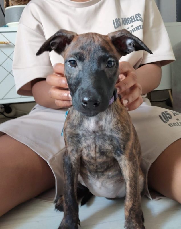 Stormy - Chien à adopter - photo 5