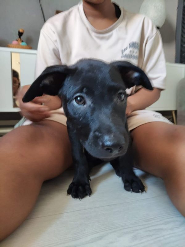 Sky - Chien à adopter - photo 2