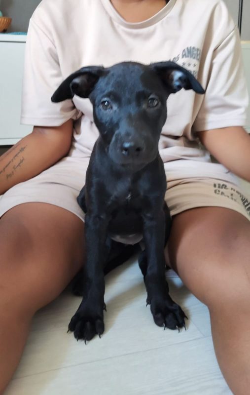 Sky - Chien à adopter - photo 5