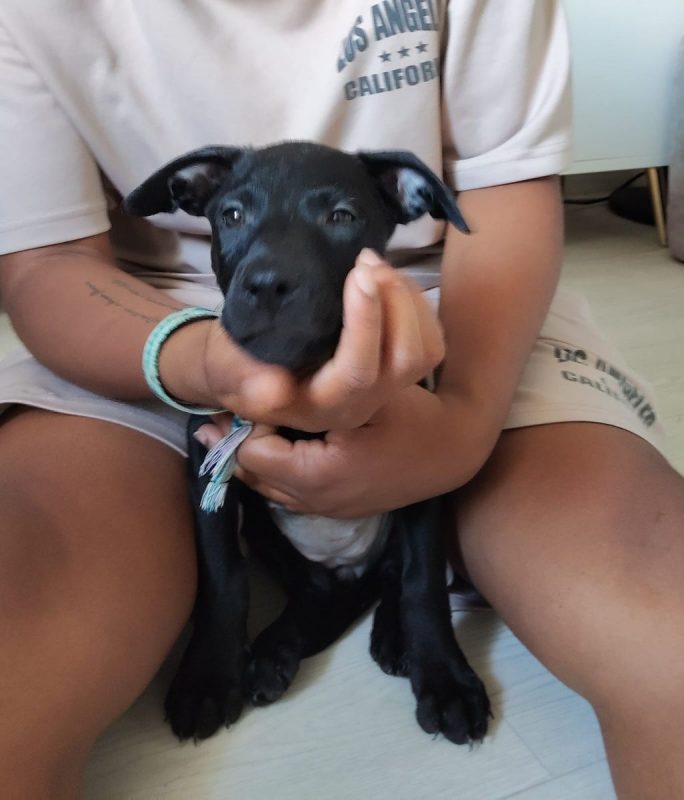 Sky - Chien à adopter - photo 3