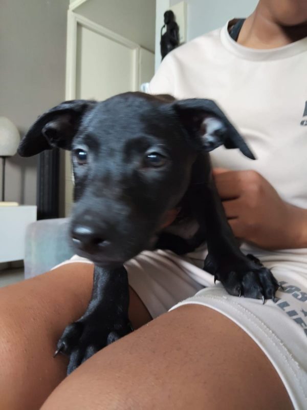 Sky - Chien à adopter