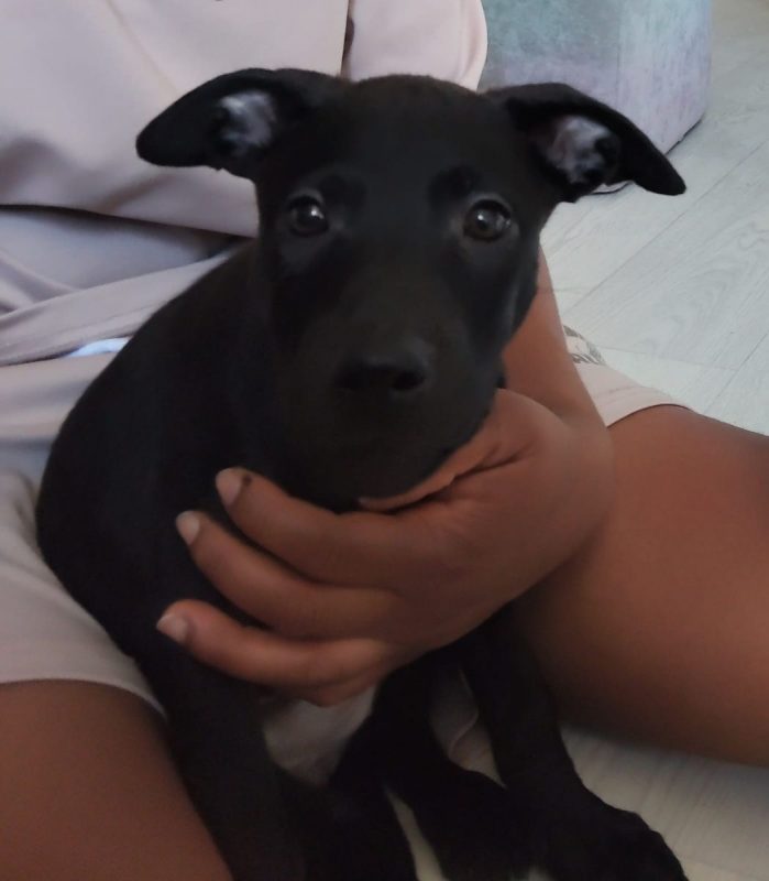 Sky - Chien à adopter - photo 4