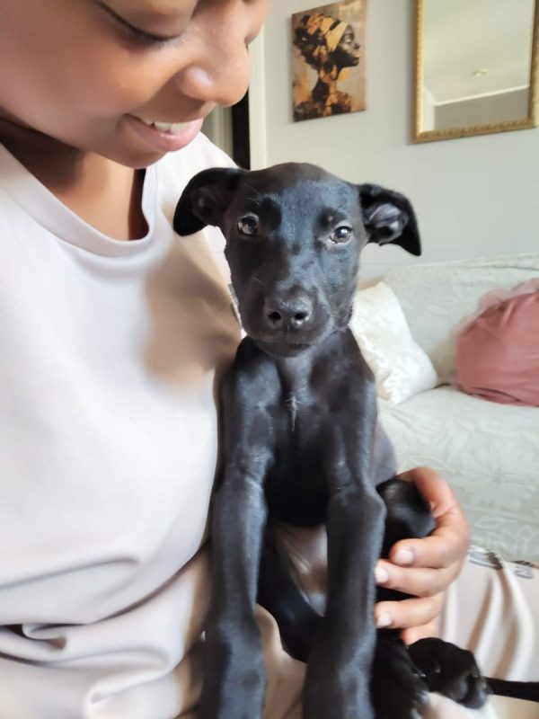 Alma - Chien à adopter - photo 4