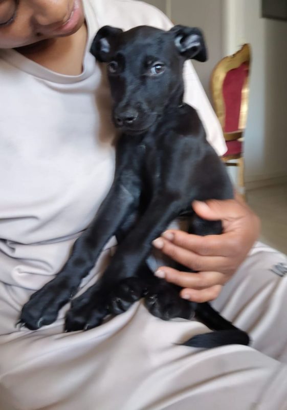 Alma - Chien à adopter