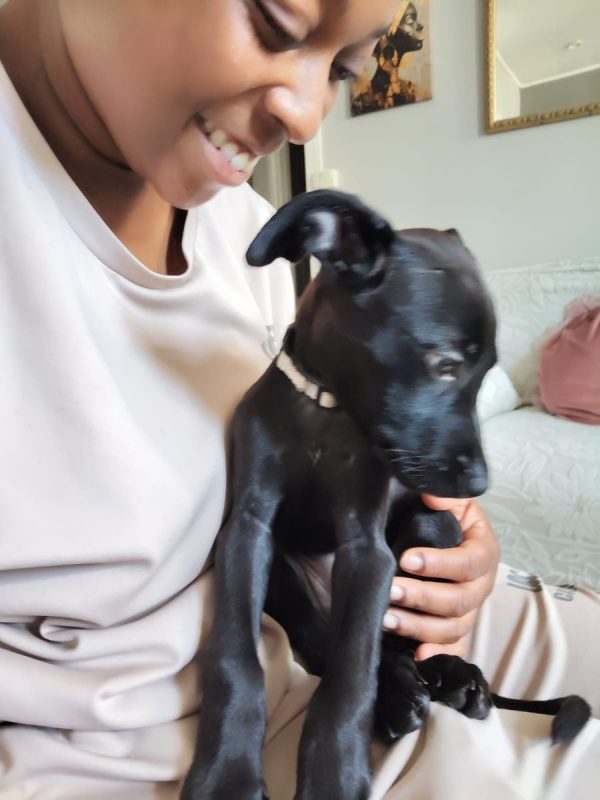 Alma - Chien à adopter - photo 5