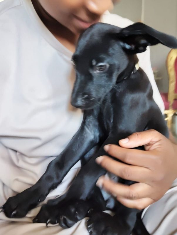 Alma - Chien à adopter - photo 7
