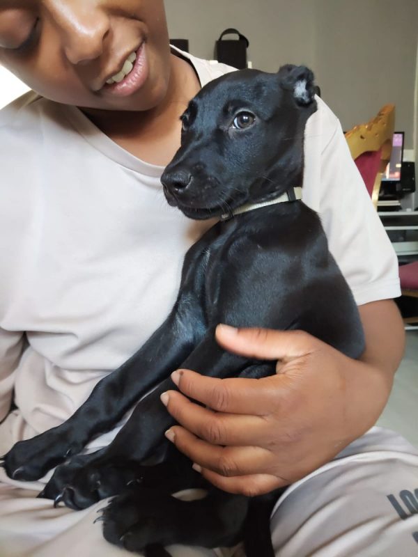 Alma - Chien à adopter - photo 6
