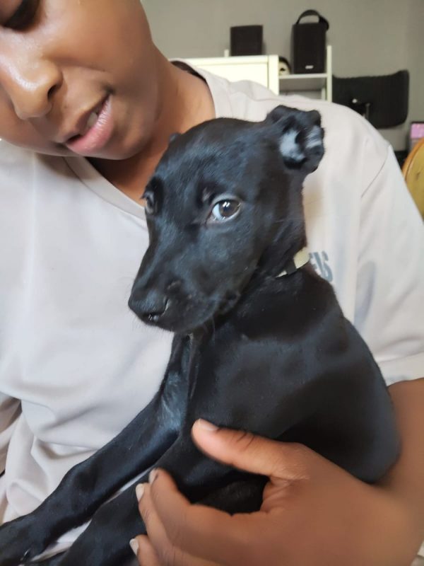 Alma - Chien à adopter - photo 3