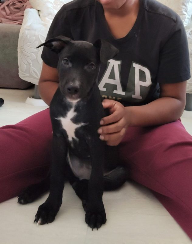Stella - Chien à adopter - photo 7