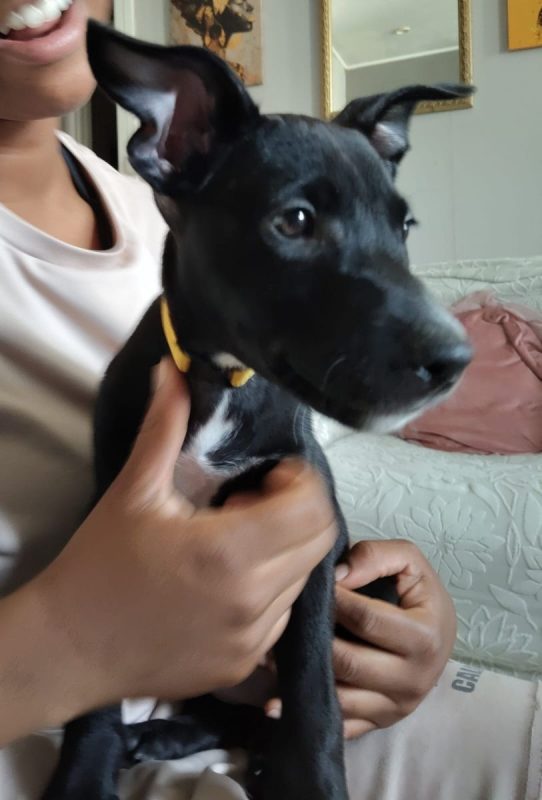 Stella - Chien à adopter - photo 2