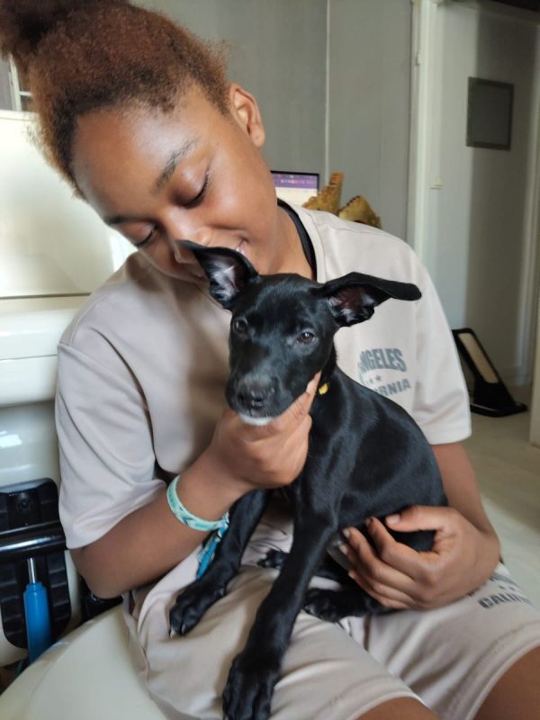 Stella - Chien à adopter - photo 3