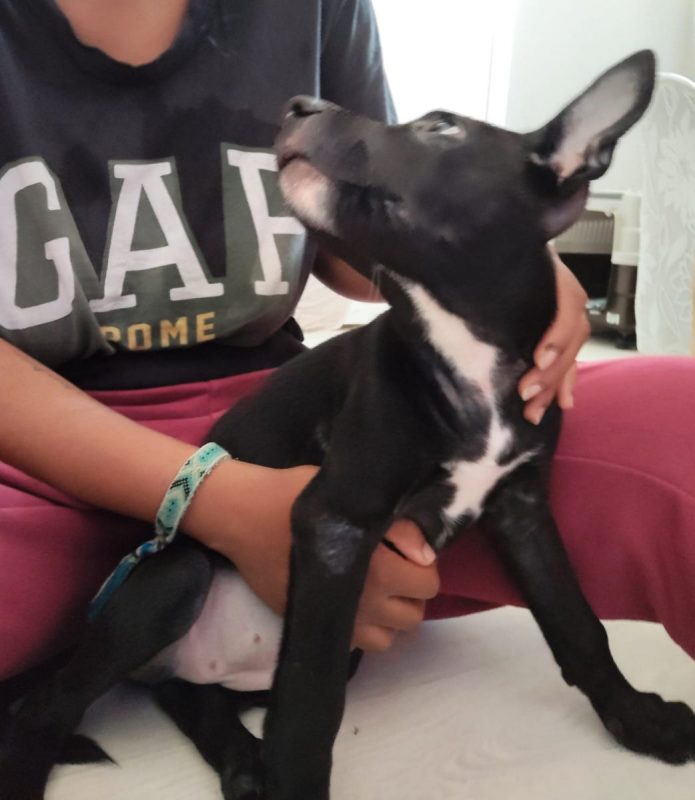 Stella - Chien à adopter