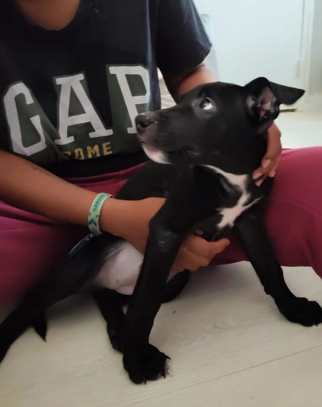 Stella - Chien à adopter - photo 5