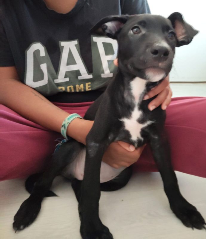 Stella - Chien à adopter - photo 4