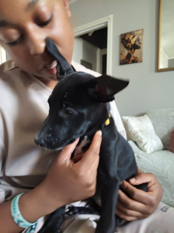 Stella - Chien à adopter - photo 6