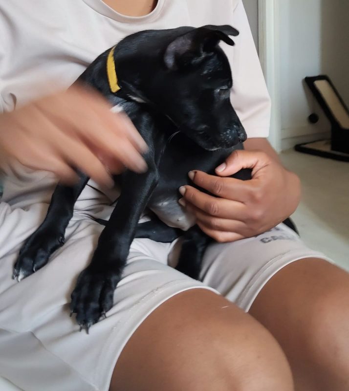 Stella - Chien à adopter - photo 8