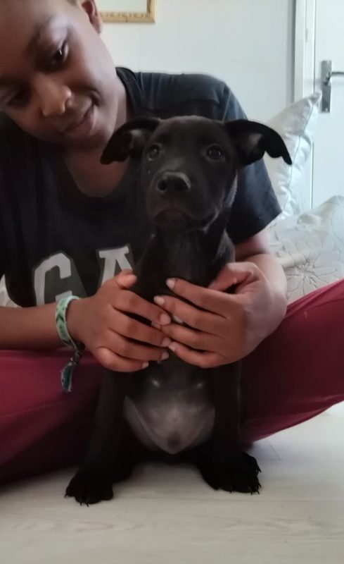 Brownie - Chien à adopter - photo 4