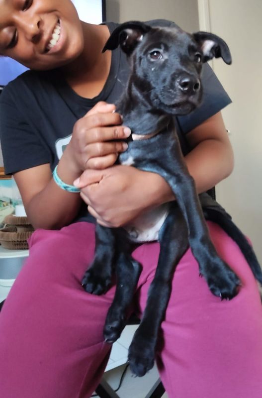 Brownie - Chien à adopter - photo 2