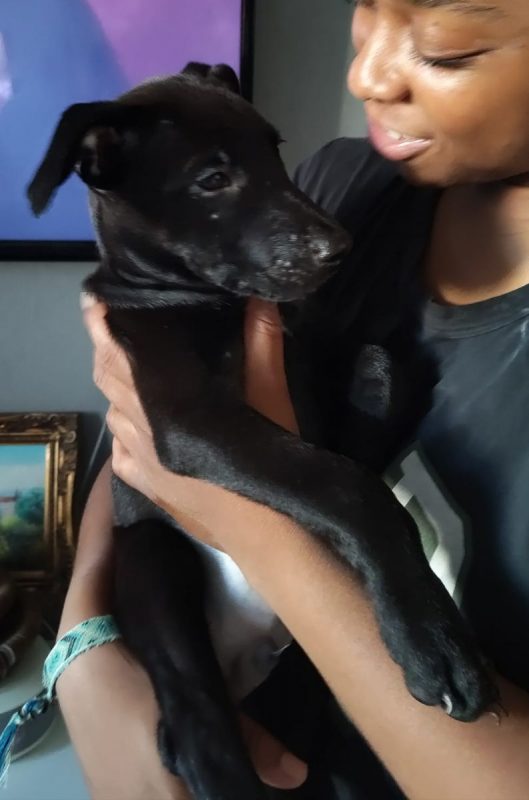 Brownie - Chien à adopter - photo 3