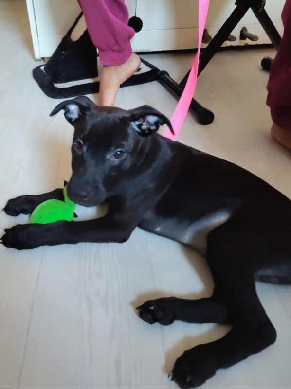 Brownie - Chien à adopter - photo 6