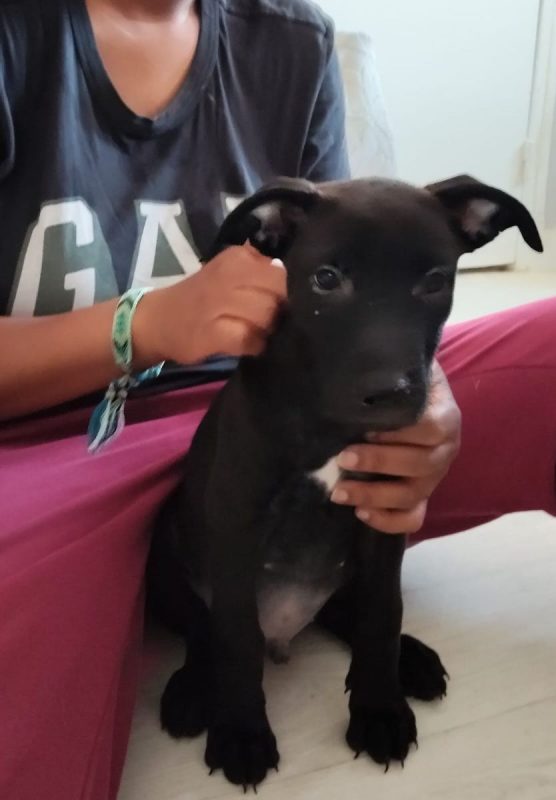 Brownie - Chien à adopter