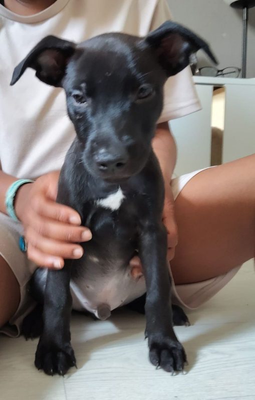 Brownie - Chien à adopter - photo 5