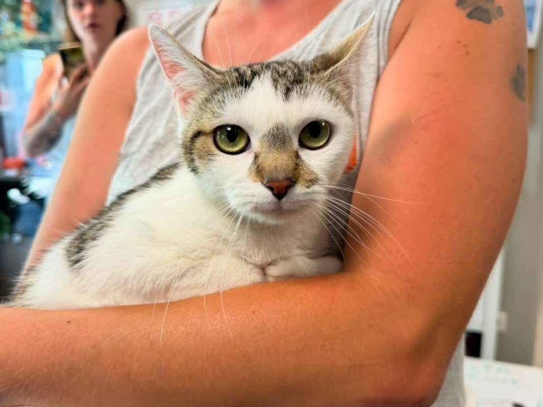 Bella - Chat Européen à adopter