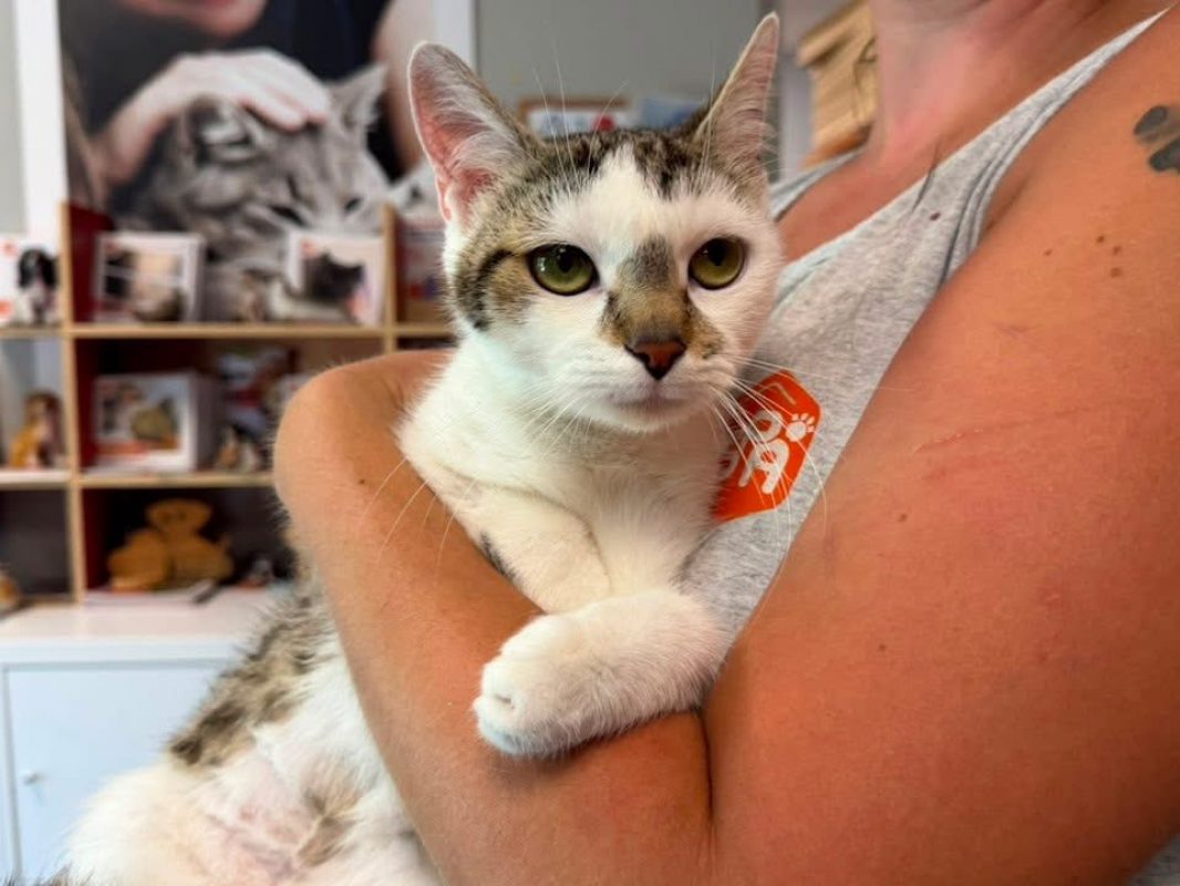 Bella - Chat Européen à adopter - photo 2