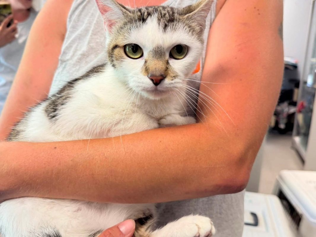 Bella - Chat Européen à adopter - photo 3