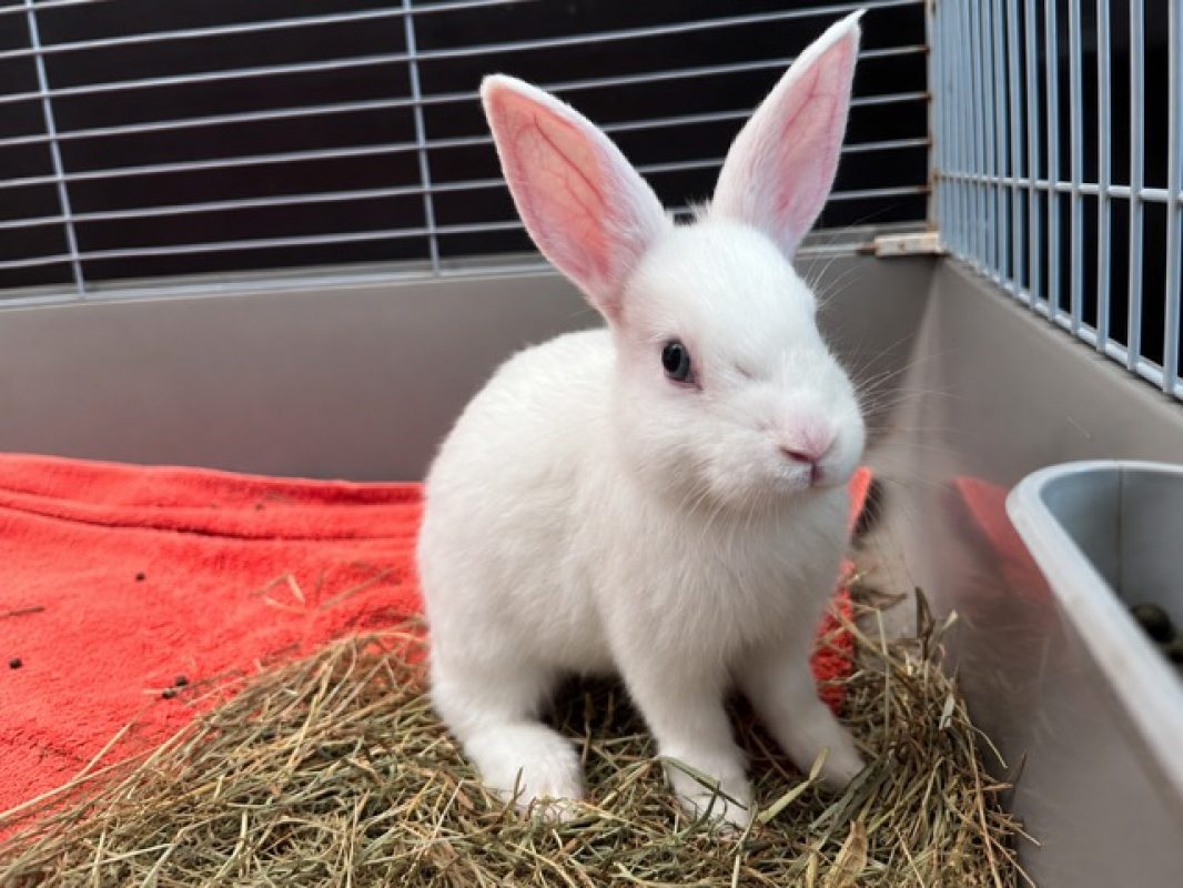 Twist - Rongeur Lapin à adopter