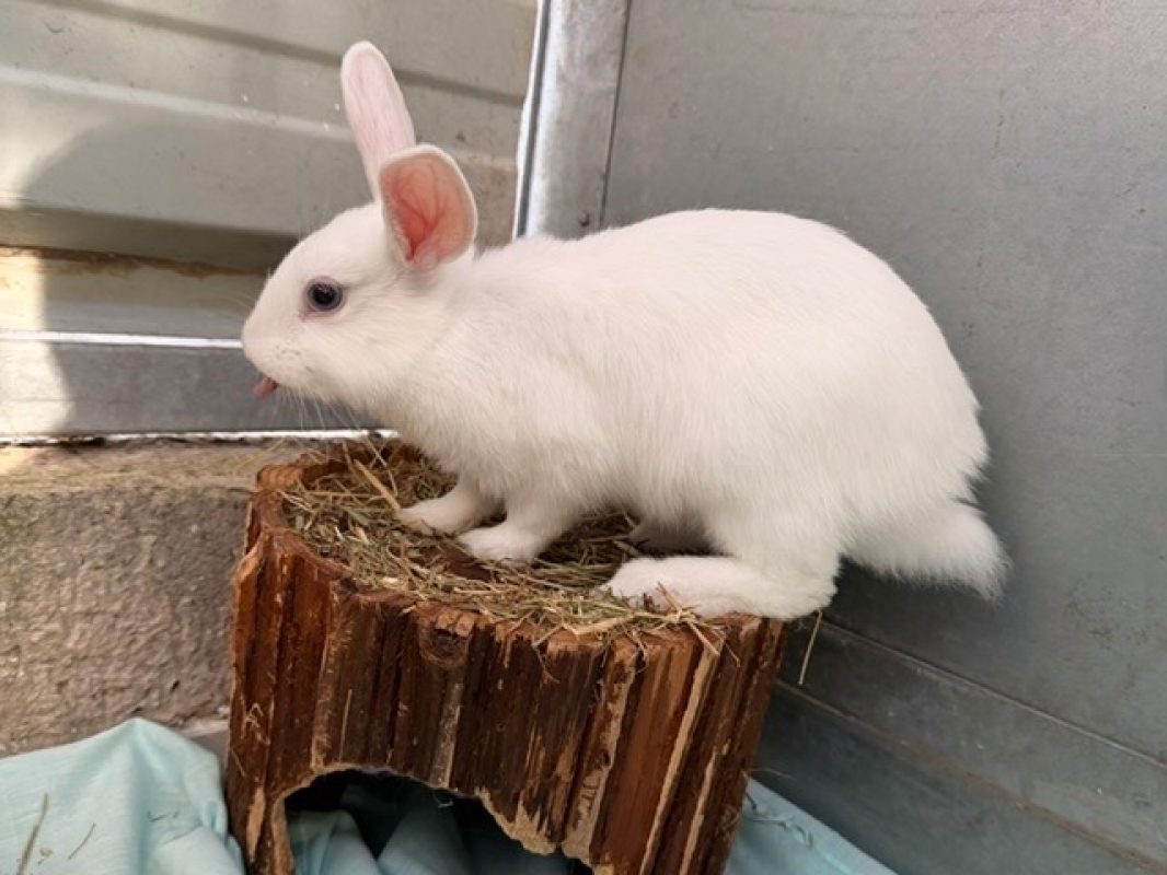 Bounty - Rongeur Lapin à adopter