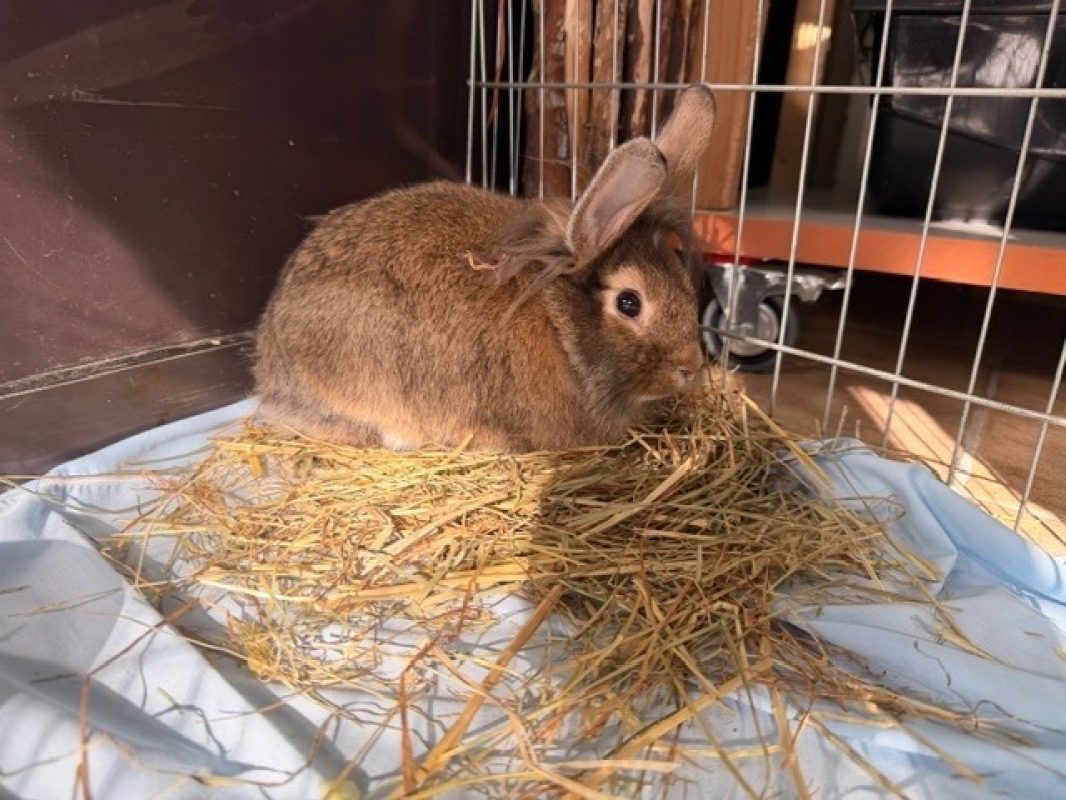 Fluffy - Rongeur Lapin à adopter