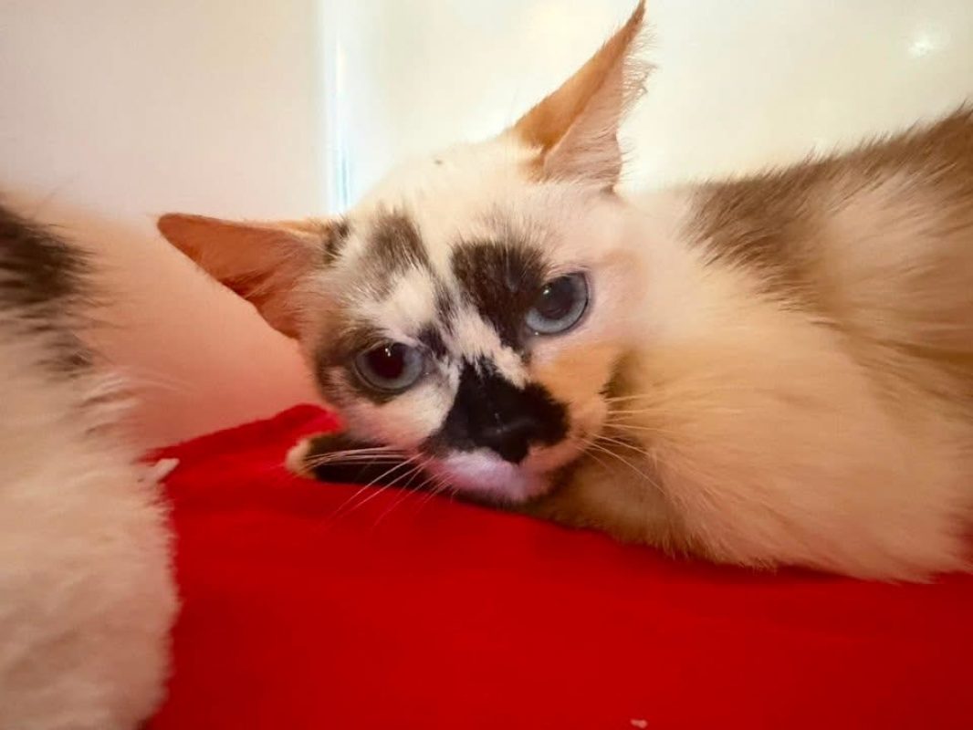 Nany - Chat Siamois à adopter