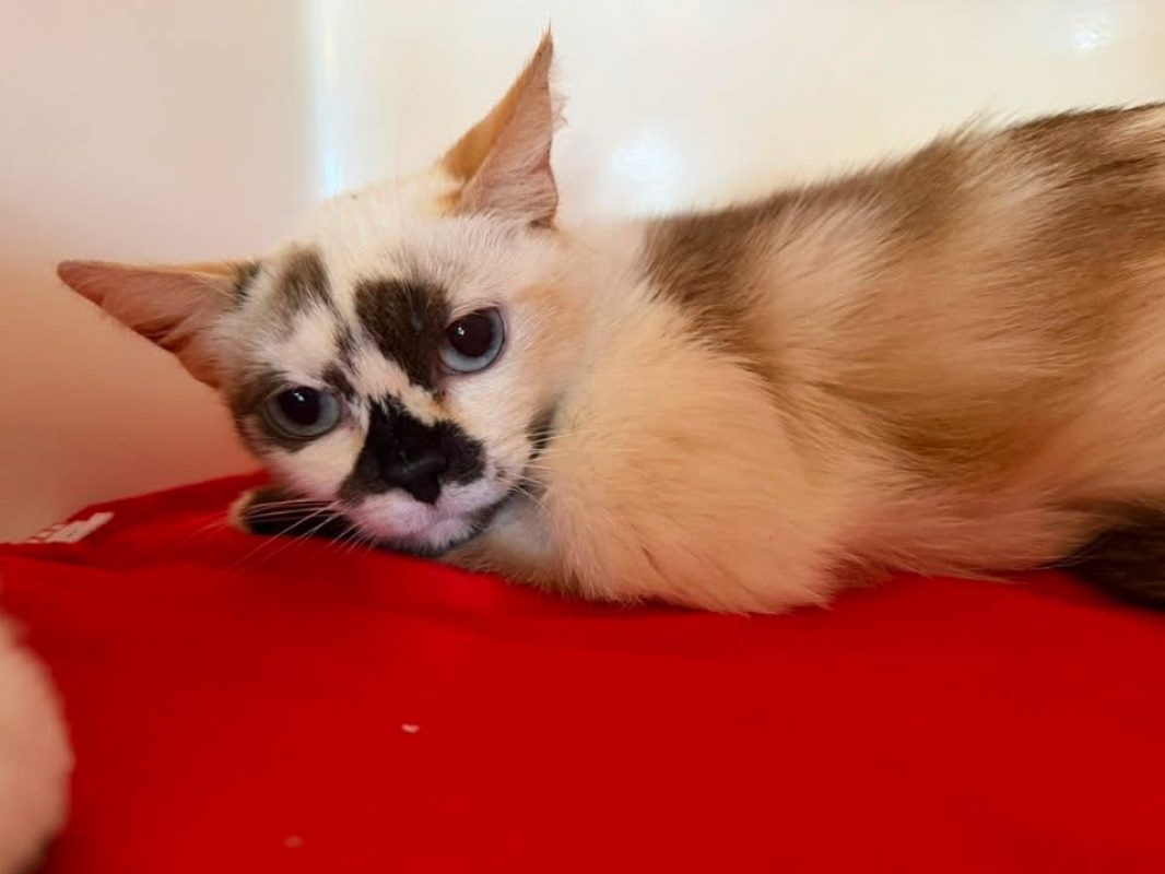 Nany - Chat Siamois à adopter - photo 2