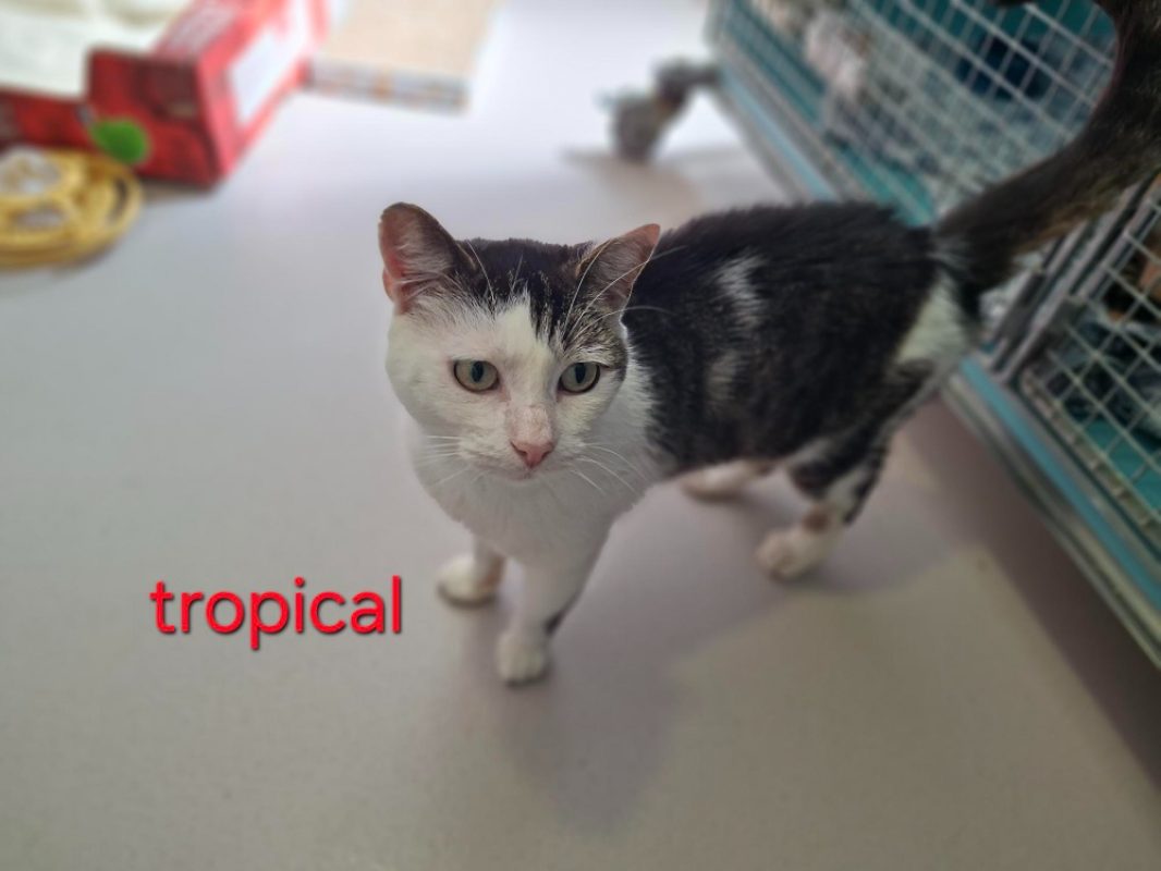 Tropical - Chat Européen à adopter