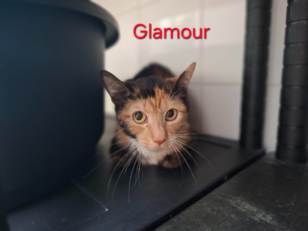 Glamour - Chat Européen à adopter