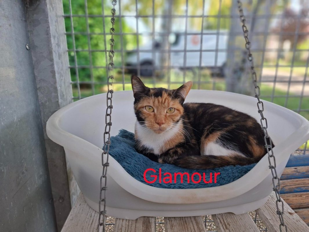 Glamour - Chat Européen à adopter
