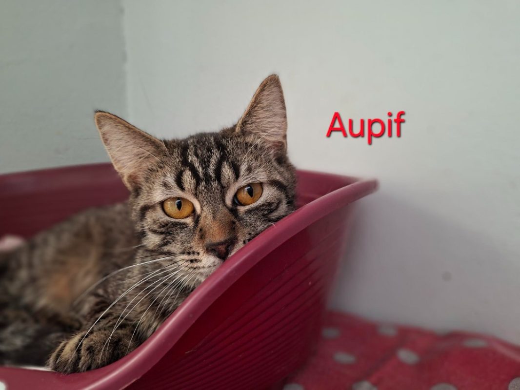 Aupif - Chat Européen à adopter